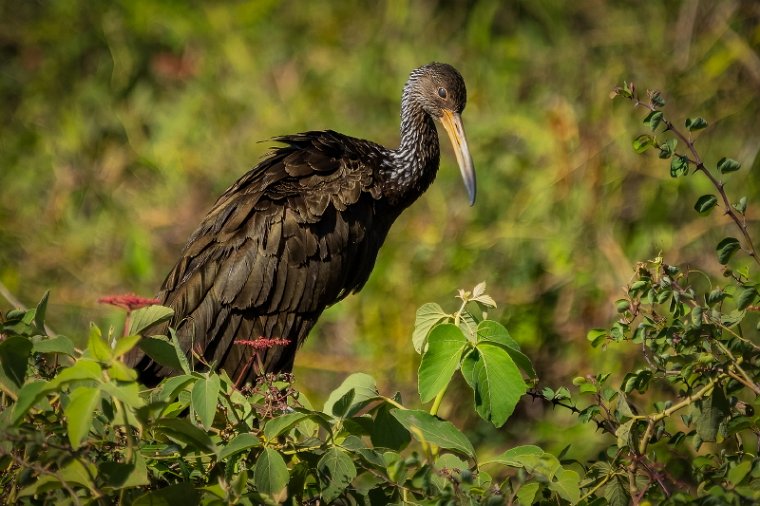 059 Noord Pantanal, koerlan.jpg